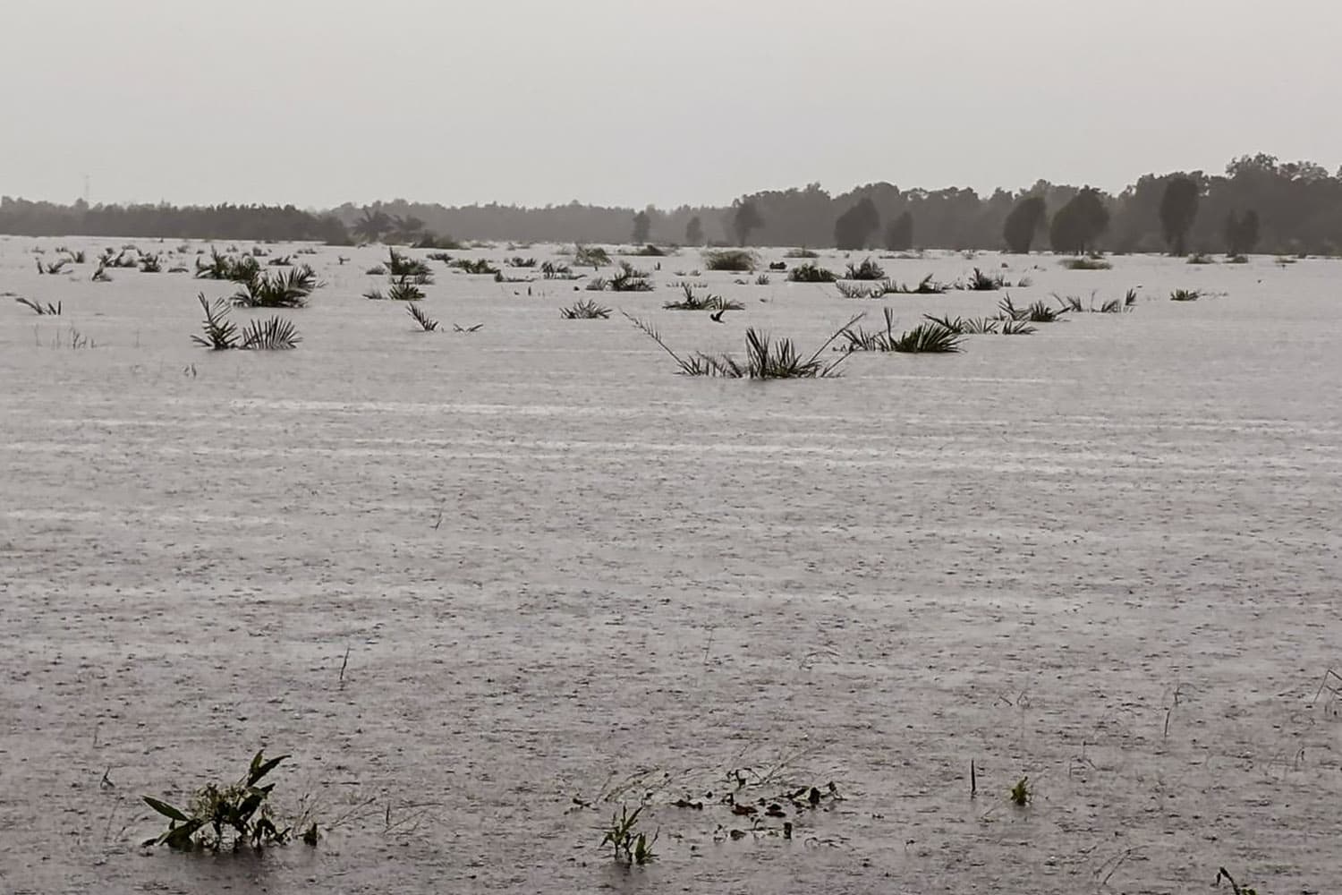 ธ.ก.ส. เตรียมวงเงินรวม 2 หมื่นล้าน ช่วยเกษตรกรน้ำท่วม