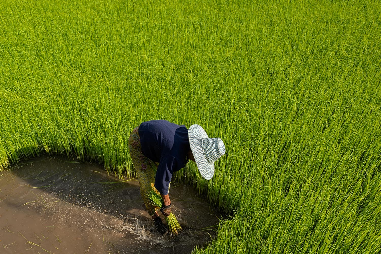 เกษตรฯ เตือนอุณหภูมิต่ำเสี่ยงกระทบนาข้าว แนะเกษตรกรจับตาใกล้ชิด