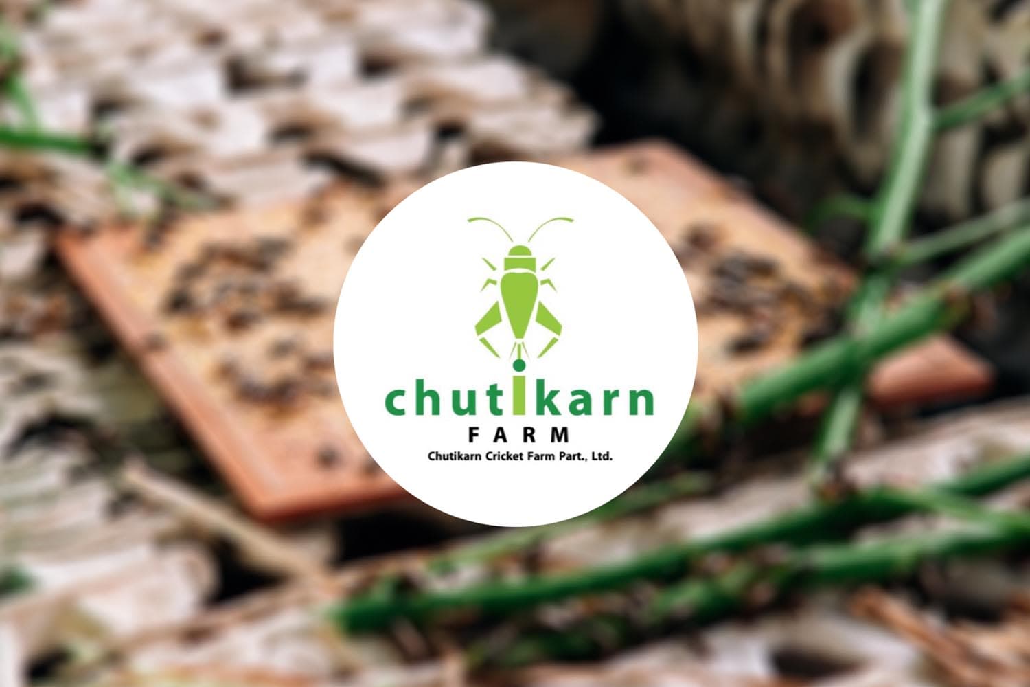 economic_business_thai_model_raising_large_scale_chutikan_crickets_SPACEBAR_Hero_435f93b336.jpg