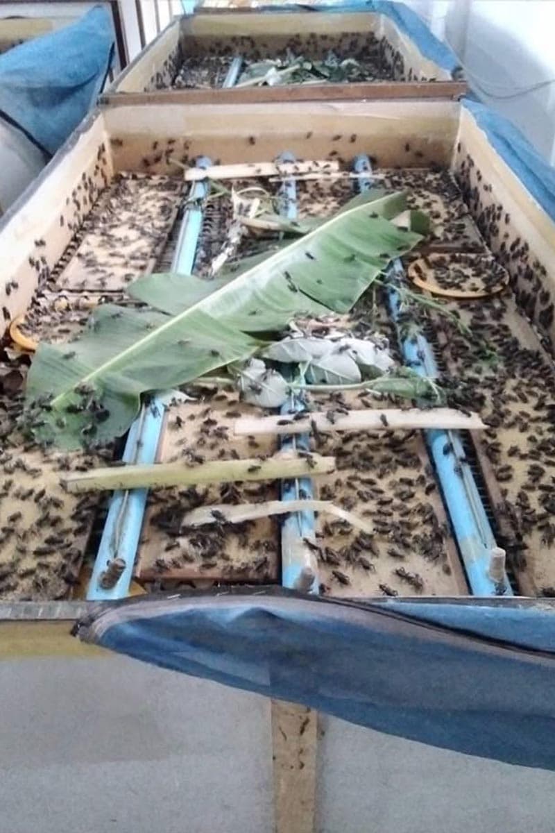 economic_business_thai_model_raising_large_scale_chutikan_crickets_SPACEBAR_Photo_V02_4398f809d7.jpg