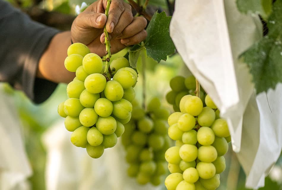 malaysia_probe_entry_of_shine_muscat_grapes_chemical_residues_SPACEBAR_Thumbnail_9ba74d1461.jpg