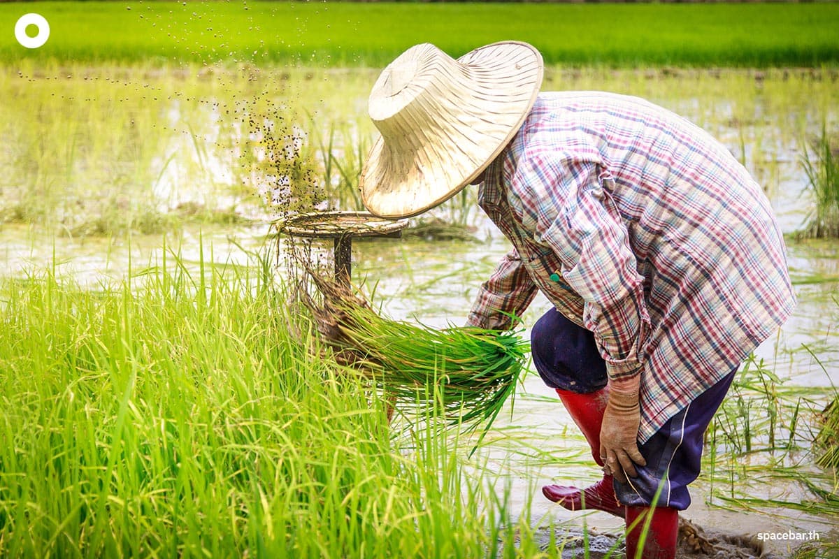 melioidosis-outbreak-in-northeast-thailand-72-dead-SPACEBAR-Photo02.jpg