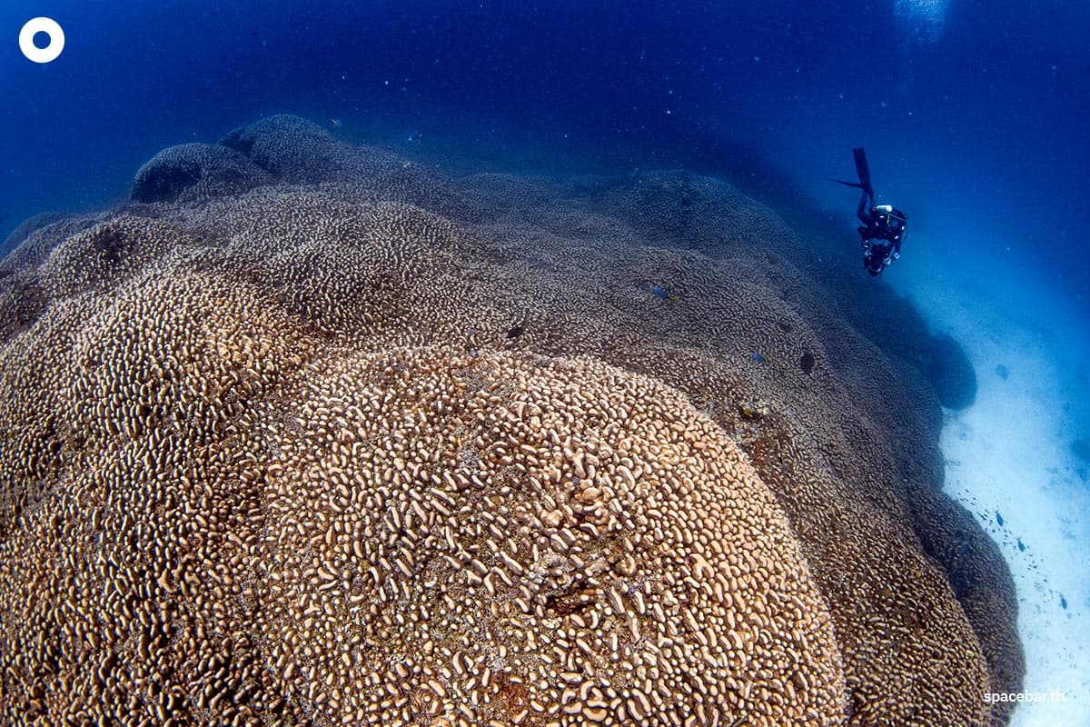 scientists_discover_worlds_largest_coral_so_big_can_be_seen_from_space_SPACEBAR_Photo01_8caf5544d2.jpg