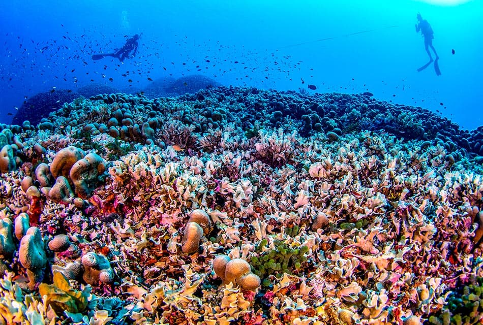 scientists_discover_worlds_largest_coral_so_big_can_be_seen_from_space_SPACEBAR_Thumbnail_64135aba54.jpg