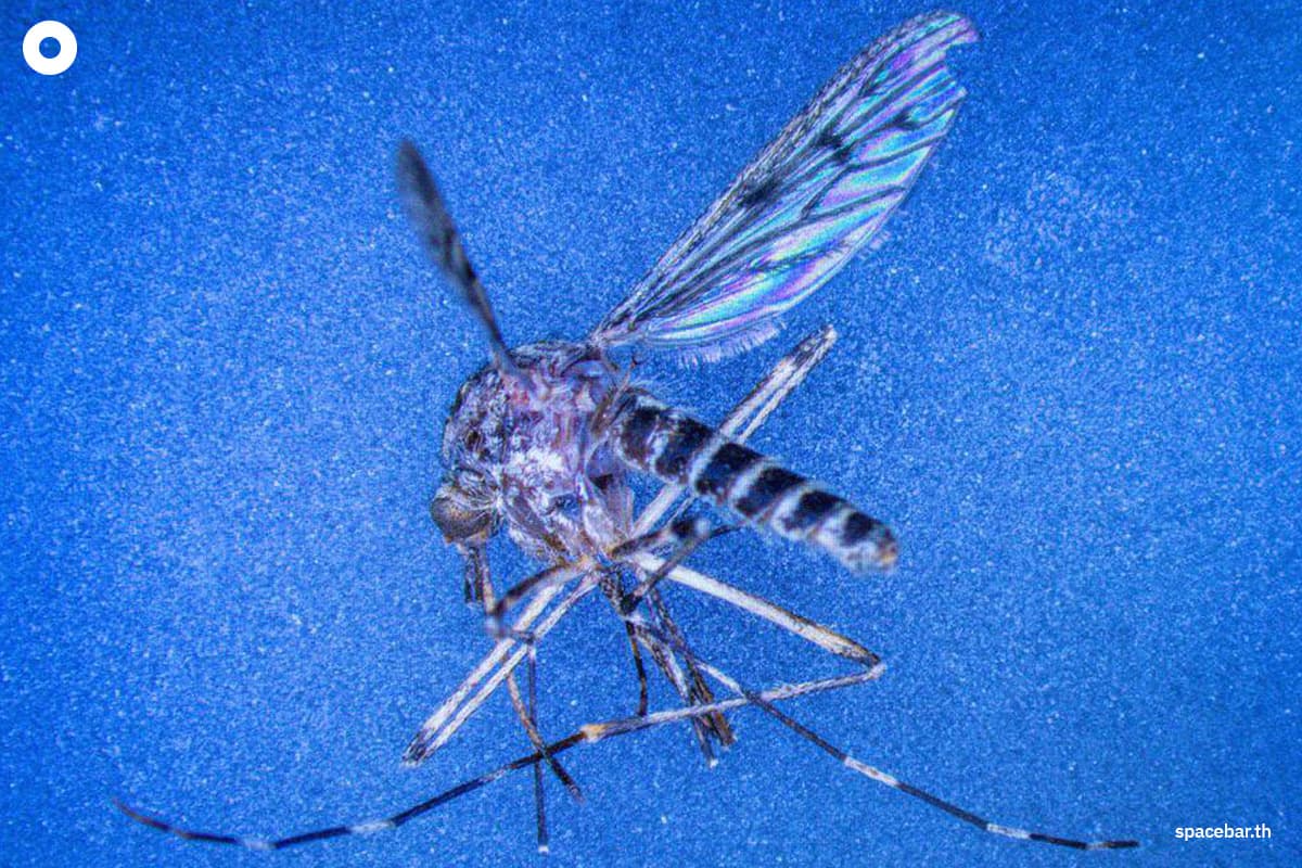 sustainability-environment-iceland-first-mosquito-climate-change-SPACEBAR-Photo01.jpg
