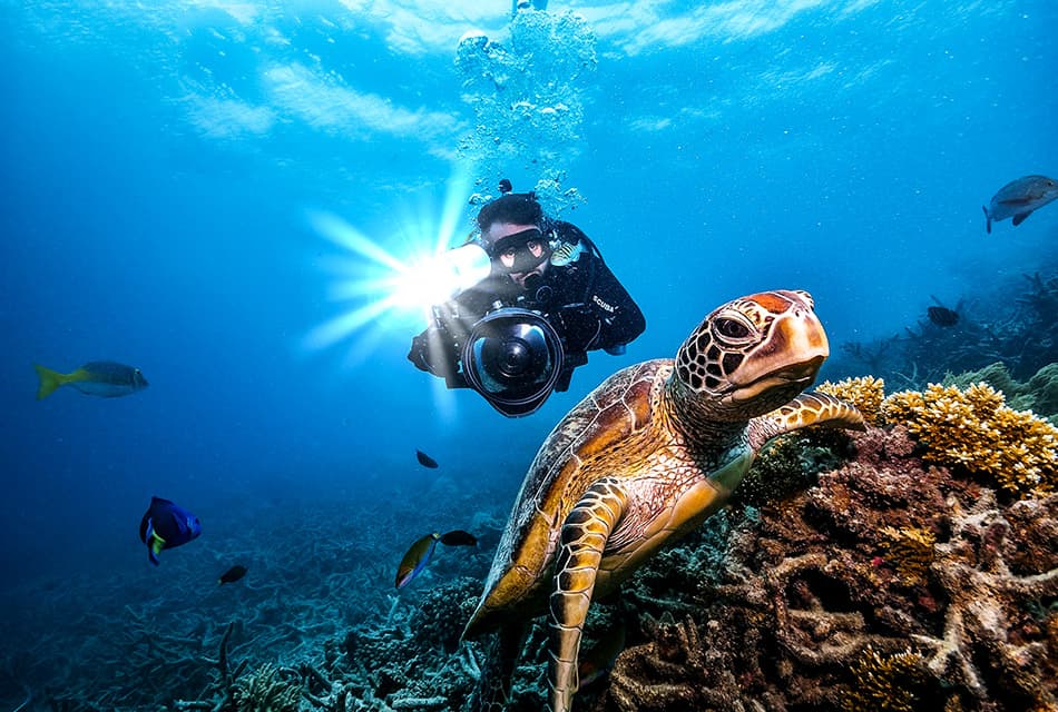 sustainability_summary_of_new_laws_for_coral_conservation_SPACEBAR_Thumbnail_dd386c78cd.jpg