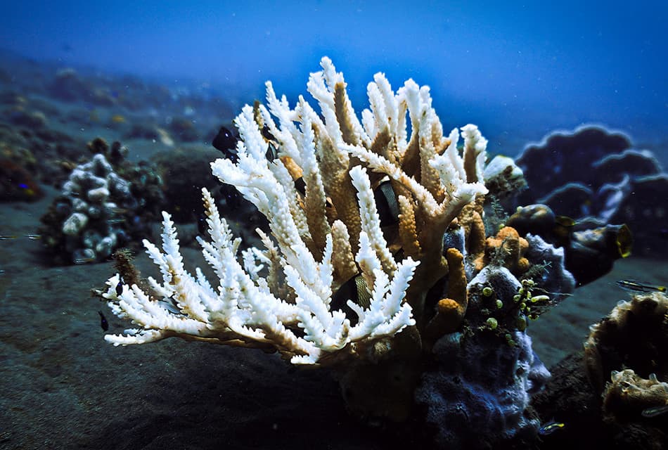 sustainability_the_fourth_global_coral_bleaching_crisis_SPACEBAR_Thumbnail_4c12523dea.jpg