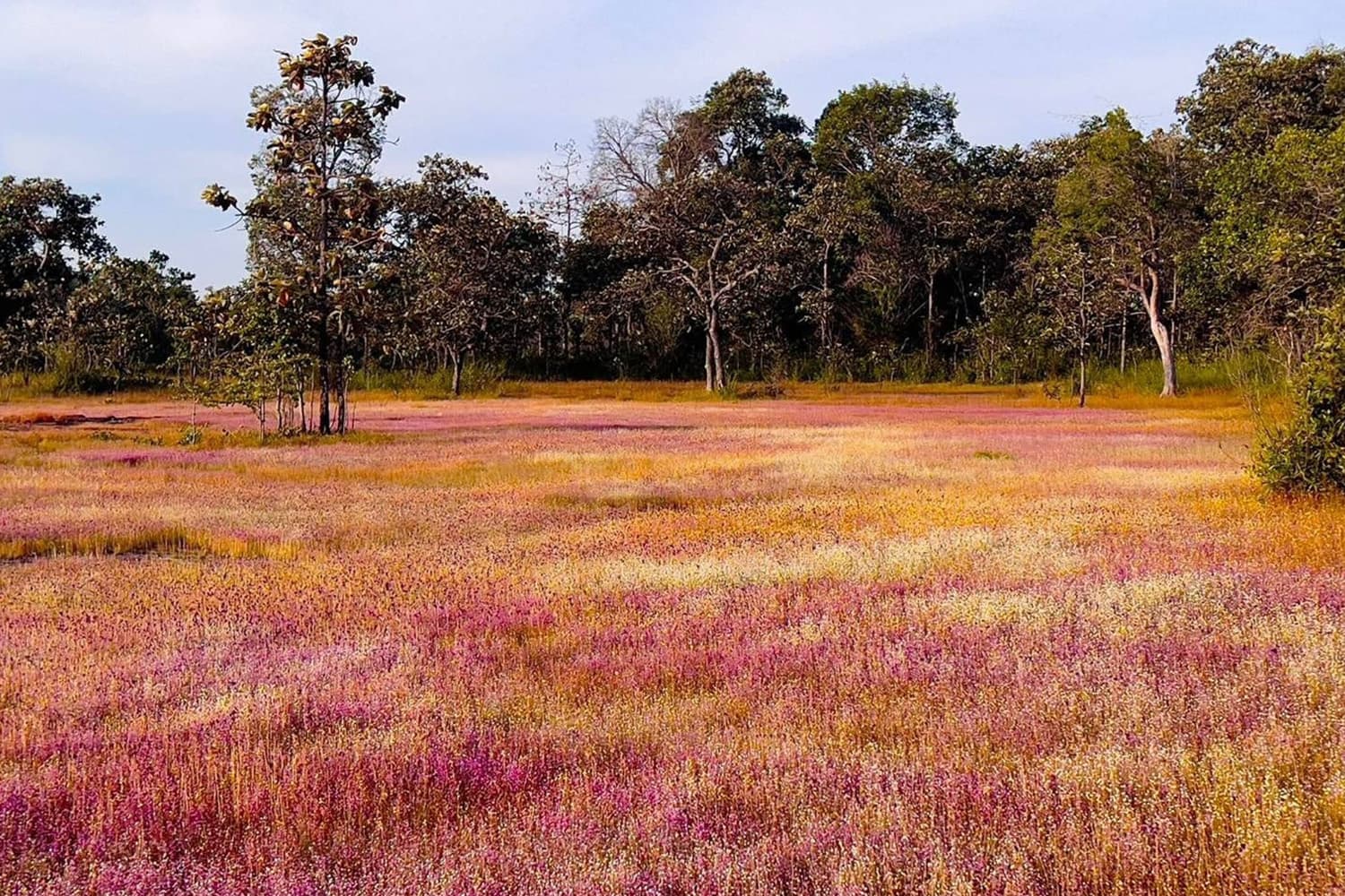 ‘ดอกไม้ของแม่’ ชื่นชมปรากฏการณ์ ‘ทุ่งดอกไม้งามนามพระราชทาน’ บานสะพรั่ง ณ วนอุทยานน้ำตกผาหลวง