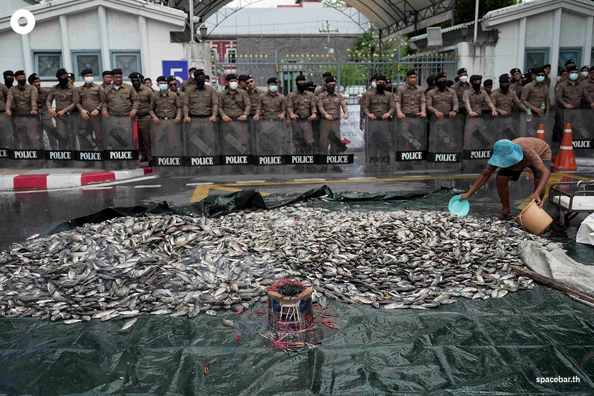Blackchin_tilapia_Government_SPACEBAR_Photo14_939c85835d.jpg