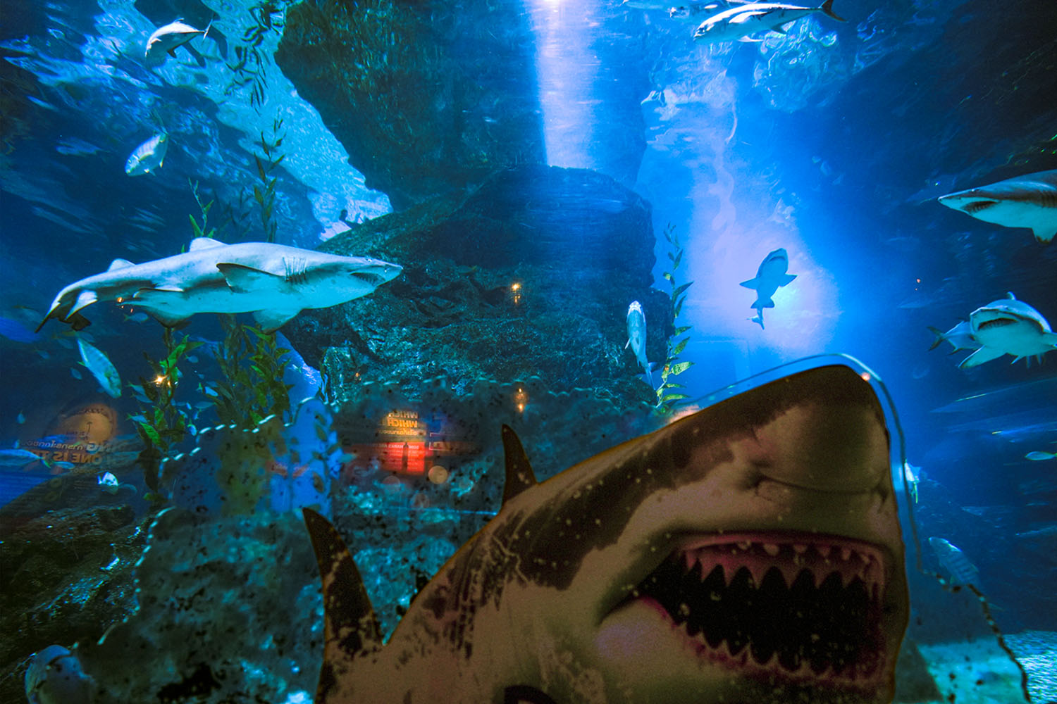 Photo_story_Sea_life_bangkok_new_8_sharks_SPACEBAR_Hero_b7fbc28533.jpg