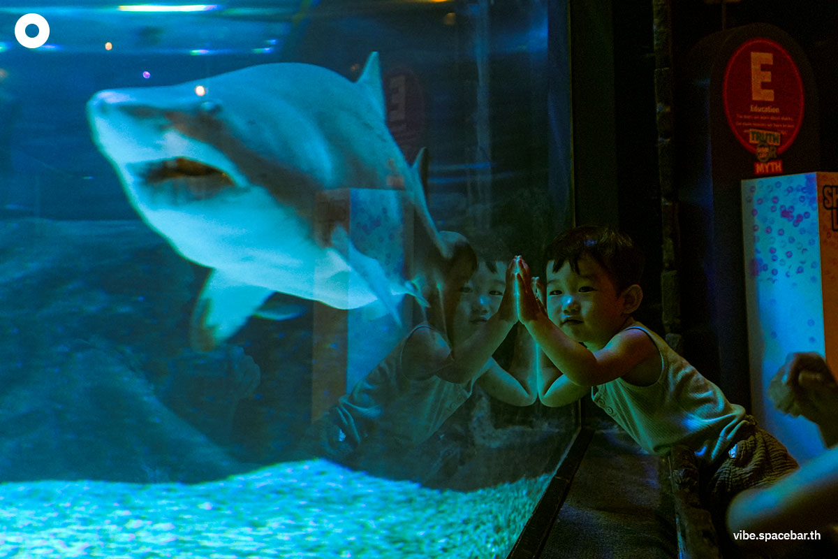 Photo_story_Sea_life_bangkok_new_8_sharks_SPACEBAR_Photo01_ddaddd1c23.jpg