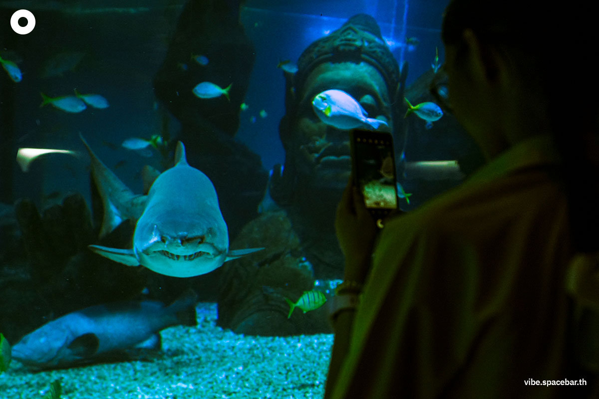 Photo_story_Sea_life_bangkok_new_8_sharks_SPACEBAR_Photo02_f80556073e.jpg