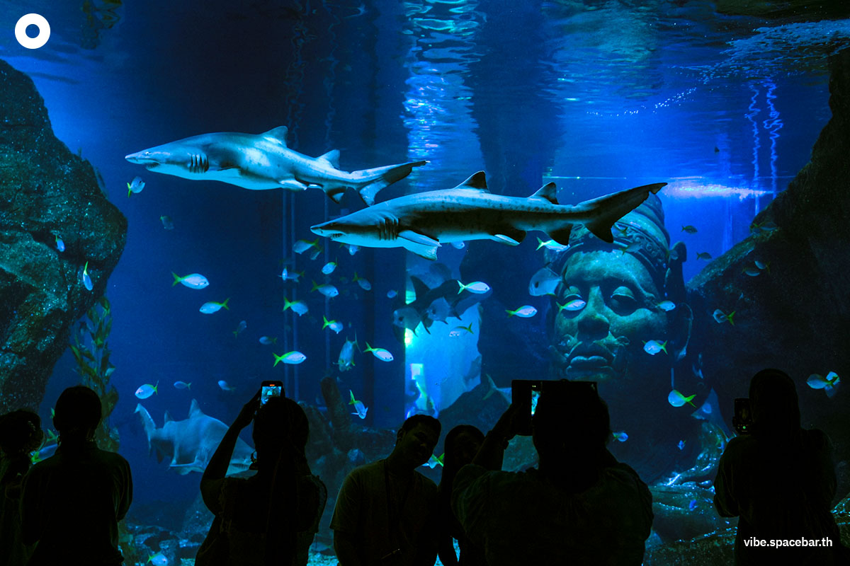 Photo_story_Sea_life_bangkok_new_8_sharks_SPACEBAR_Photo03_18616a4d73.jpg