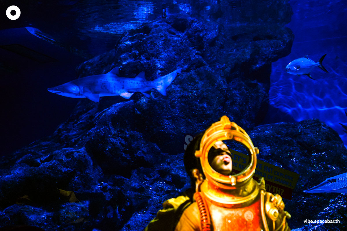 Photo_story_Sea_life_bangkok_new_8_sharks_SPACEBAR_Photo04_9c4053826f.jpg