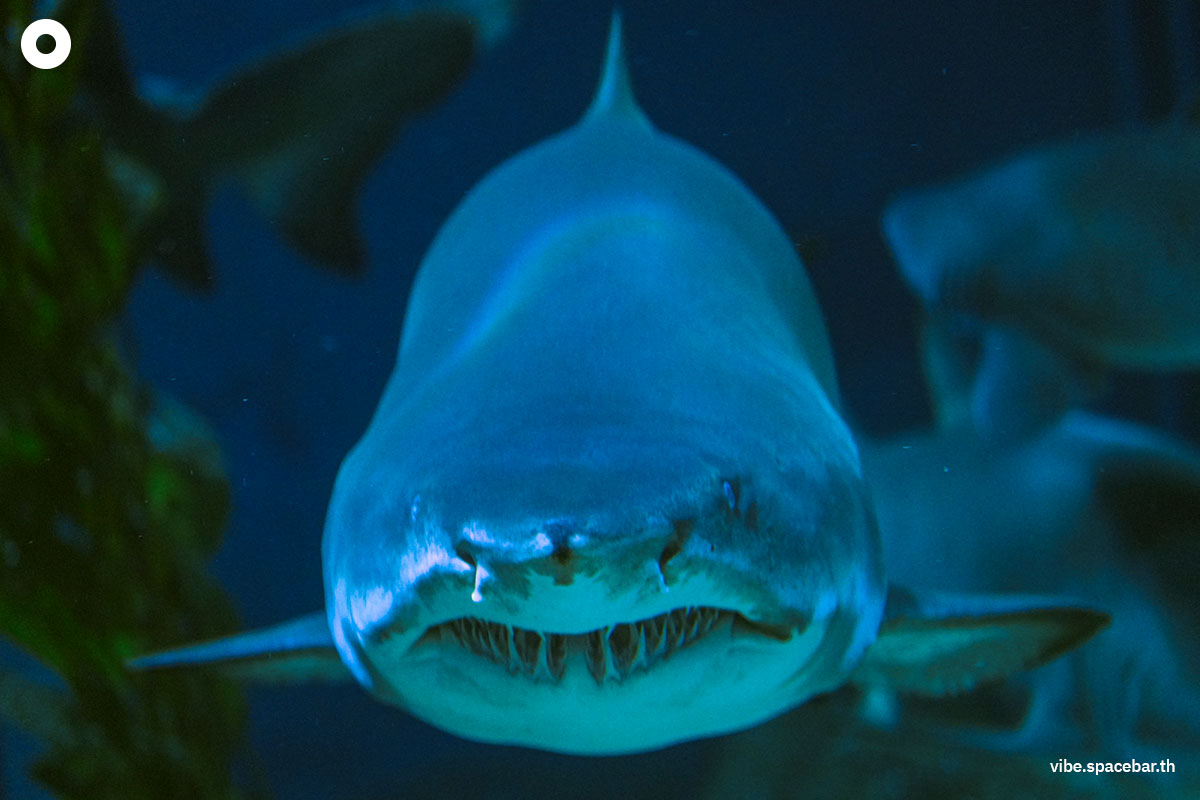 Photo_story_Sea_life_bangkok_new_8_sharks_SPACEBAR_Photo05_fc87873d5b.jpg