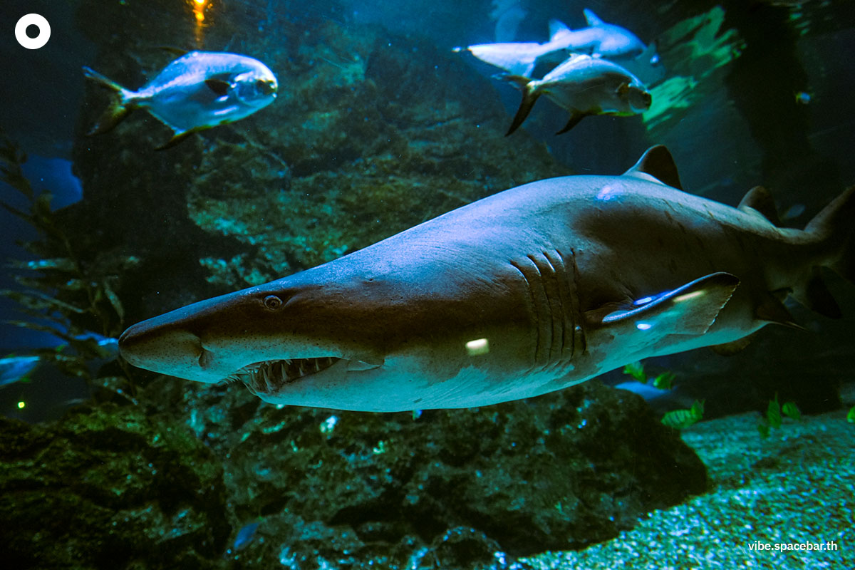 Photo_story_Sea_life_bangkok_new_8_sharks_SPACEBAR_Photo06_6ce2f4062e.jpg
