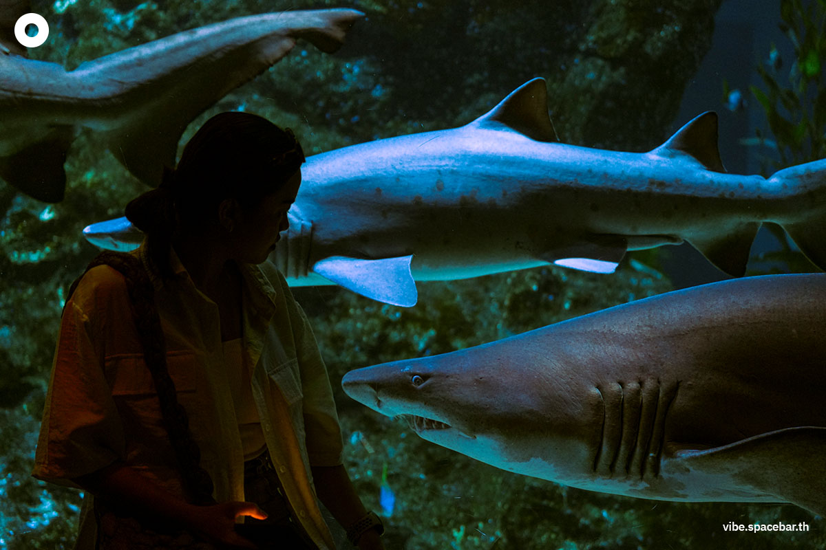 Photo_story_Sea_life_bangkok_new_8_sharks_SPACEBAR_Photo07_3a139d10cd.jpg