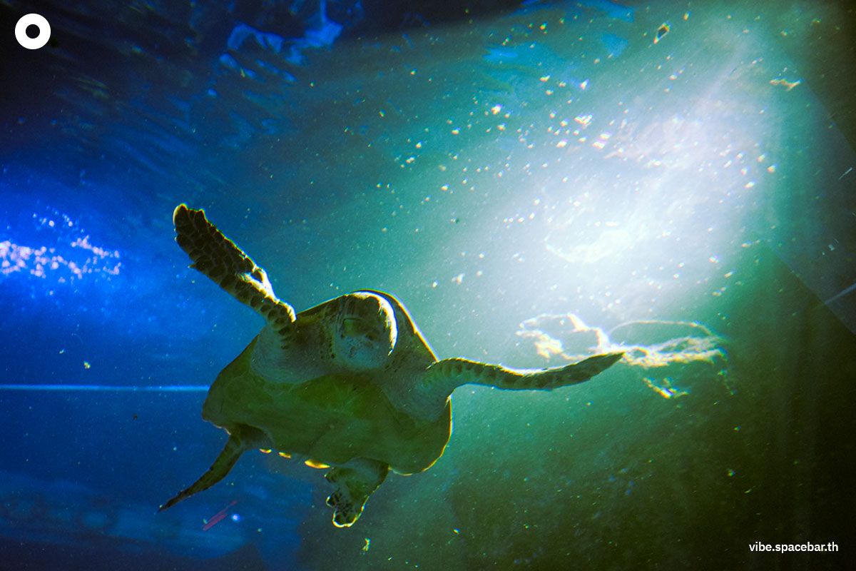 Photo_story_Sea_life_bangkok_new_8_sharks_SPACEBAR_Photo09_fba8466678.jpg