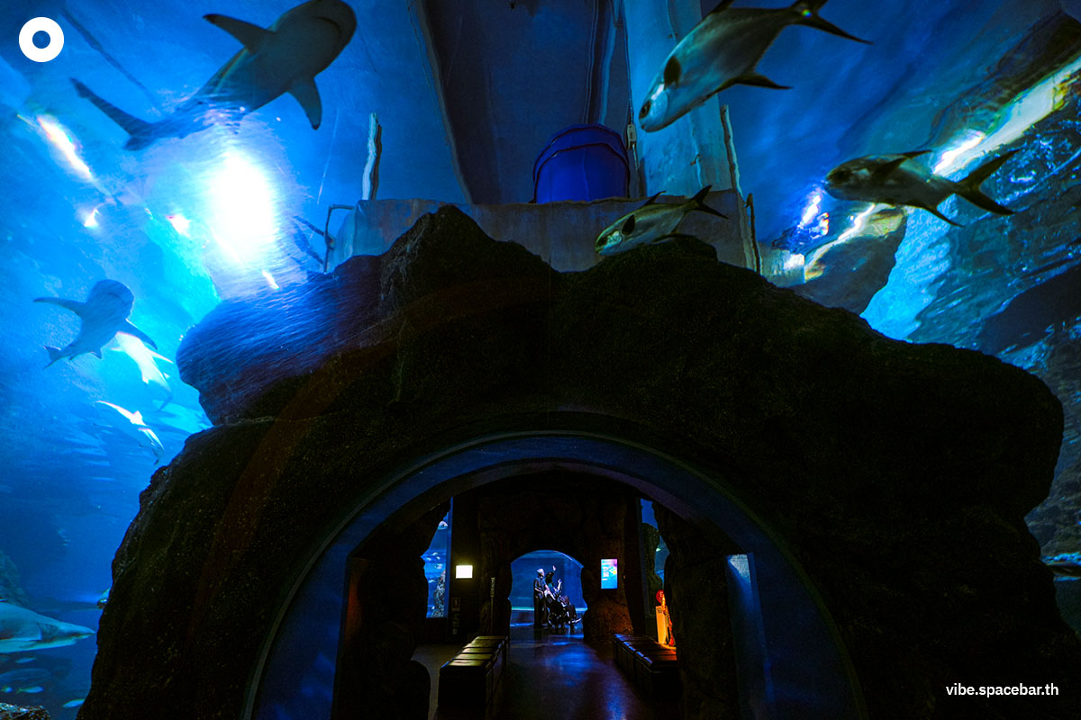 Photo_story_Sea_life_bangkok_new_8_sharks_SPACEBAR_Photo10_ec754ee482.jpg