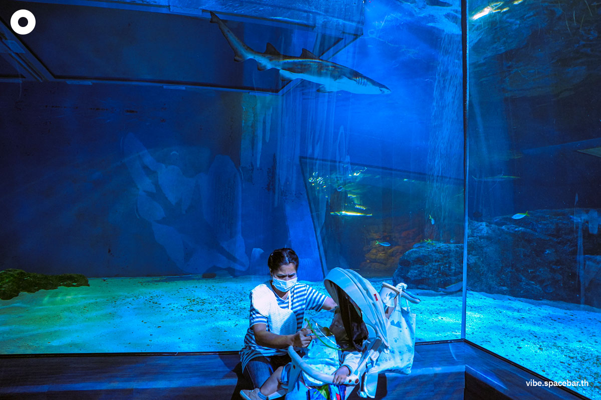 Photo_story_Sea_life_bangkok_new_8_sharks_SPACEBAR_Photo11_0ac4d9abff.jpg