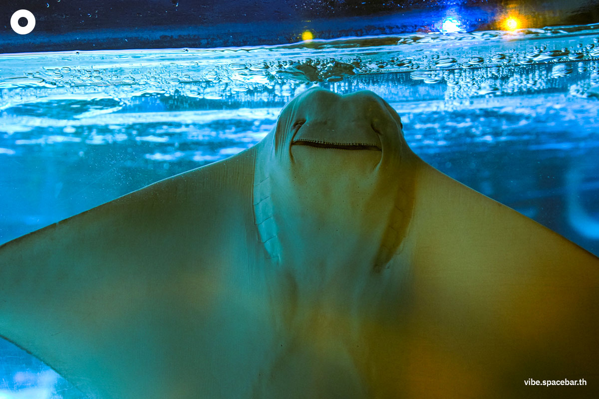 Photo_story_Sea_life_bangkok_new_8_sharks_SPACEBAR_Photo12_49a5d71265.jpg