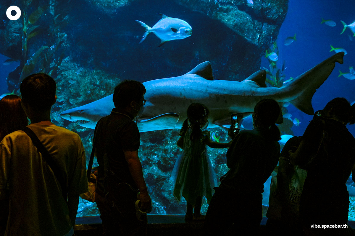 Photo_story_Sea_life_bangkok_new_8_sharks_SPACEBAR_Photo13_71c3dd7b68.jpg