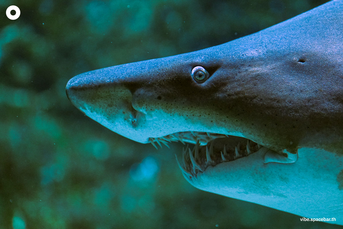Photo_story_Sea_life_bangkok_new_8_sharks_SPACEBAR_Photo14_c550222818.jpg