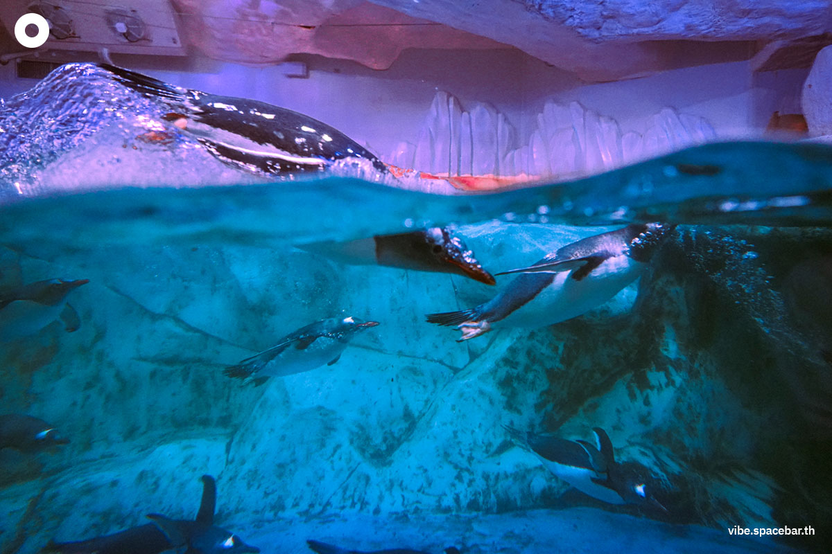 Photo_story_Sea_life_bangkok_new_8_sharks_SPACEBAR_Photo15_9b1adf0195.jpg