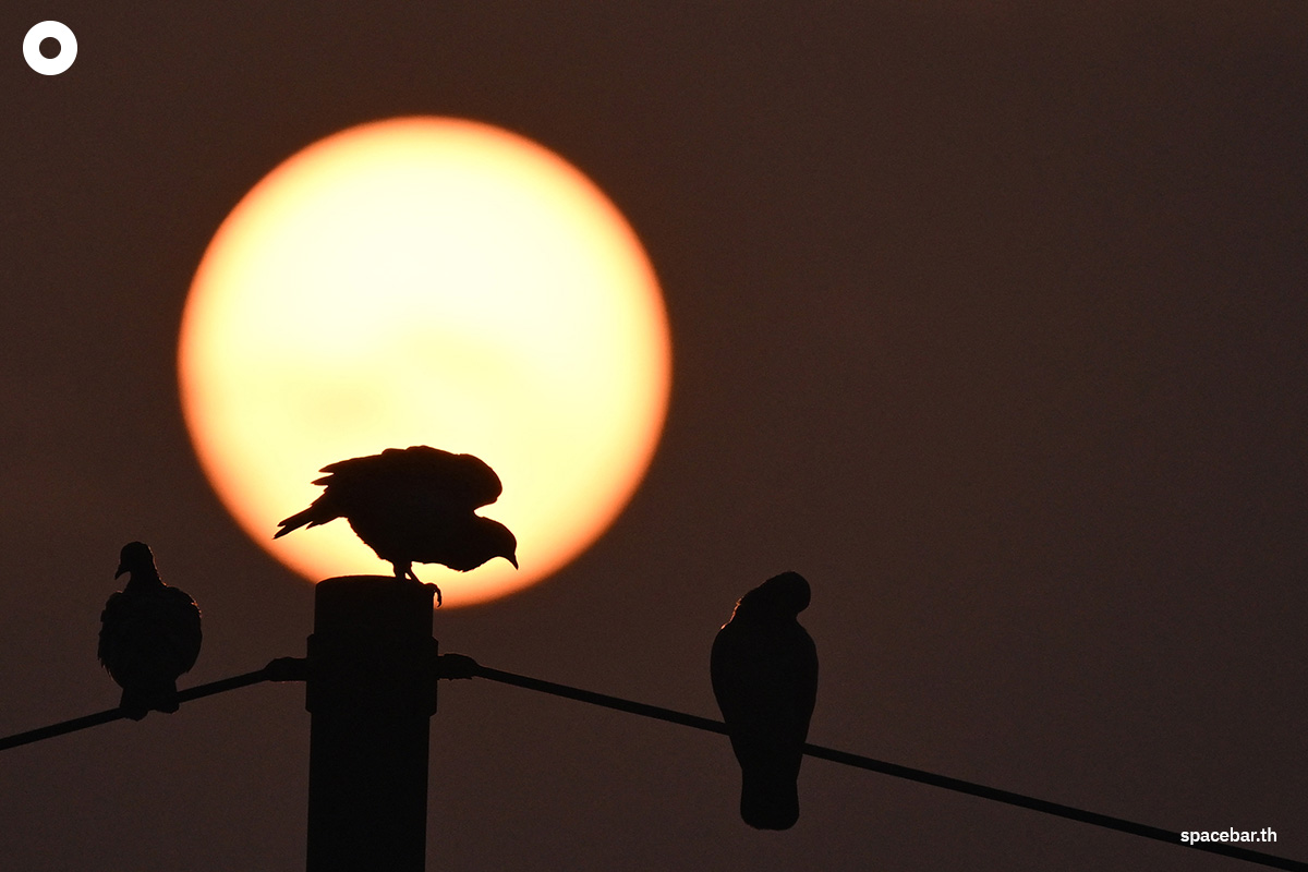 PhotoStory-   เหล่านกพิราบเกาะอยู่บนเสาไฟยามพระอาทิตย์ขึ้น ท่ามกลางหมอกควันหนาทึบในกรุงนิวเดลี เมื่อวันที่ 21 ตุลาคม 2025 (Photo by : ARUN SANKAR / AFP) 