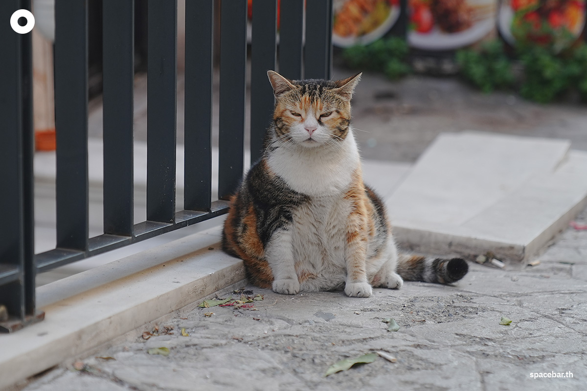 photo_story_catstanbul_istanbul_city_of_cats_SPACEBAR_Photo00_c800d77a67.jpg