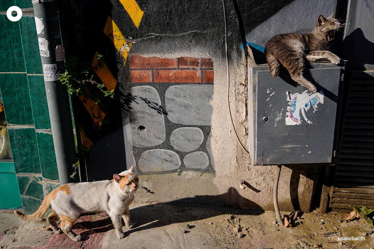 photo_story_catstanbul_istanbul_city_of_cats_SPACEBAR_Photo01_c0d1375749.jpg