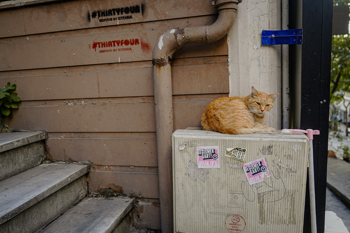 photo_story_catstanbul_istanbul_city_of_cats_SPACEBAR_Photo02_13a827bbfc.jpg