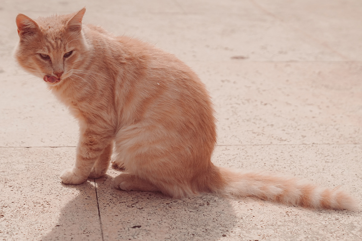 photo_story_catstanbul_istanbul_city_of_cats_SPACEBAR_Photo03_afaee8b615.jpg