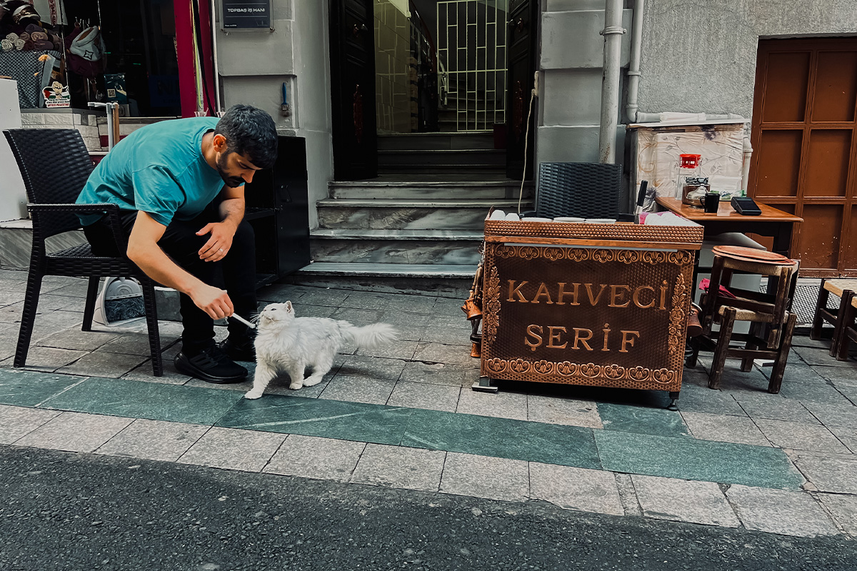 photo_story_catstanbul_istanbul_city_of_cats_SPACEBAR_Photo04_0cda12ead5.jpg