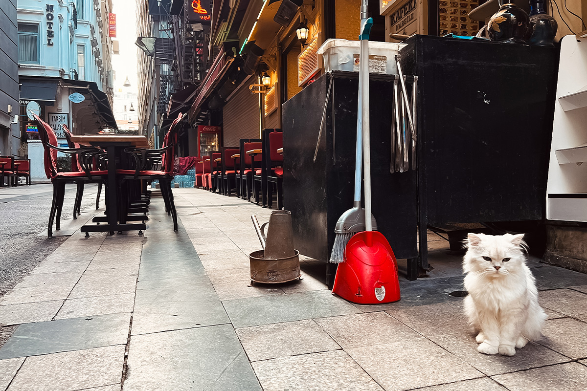 photo_story_catstanbul_istanbul_city_of_cats_SPACEBAR_Photo05_f2841948db.jpg