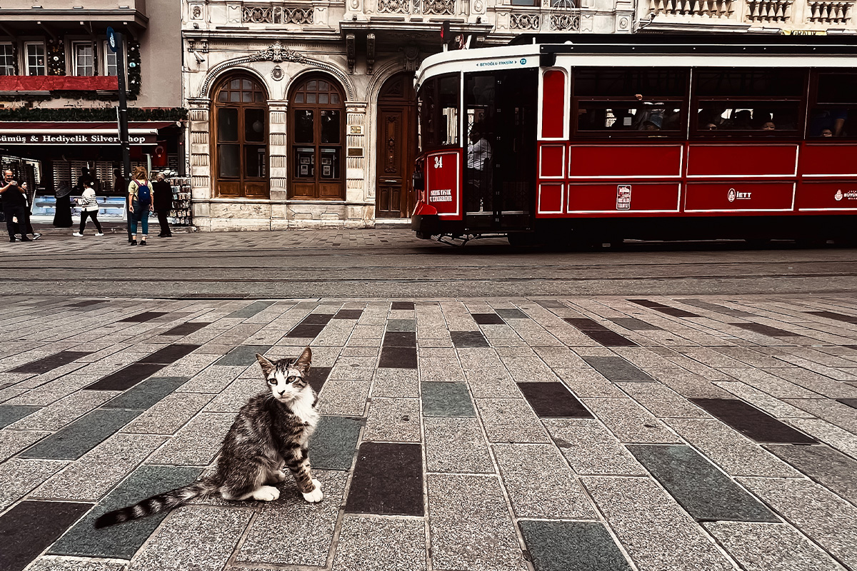 photo_story_catstanbul_istanbul_city_of_cats_SPACEBAR_Photo06_1ce0c534ad.jpg