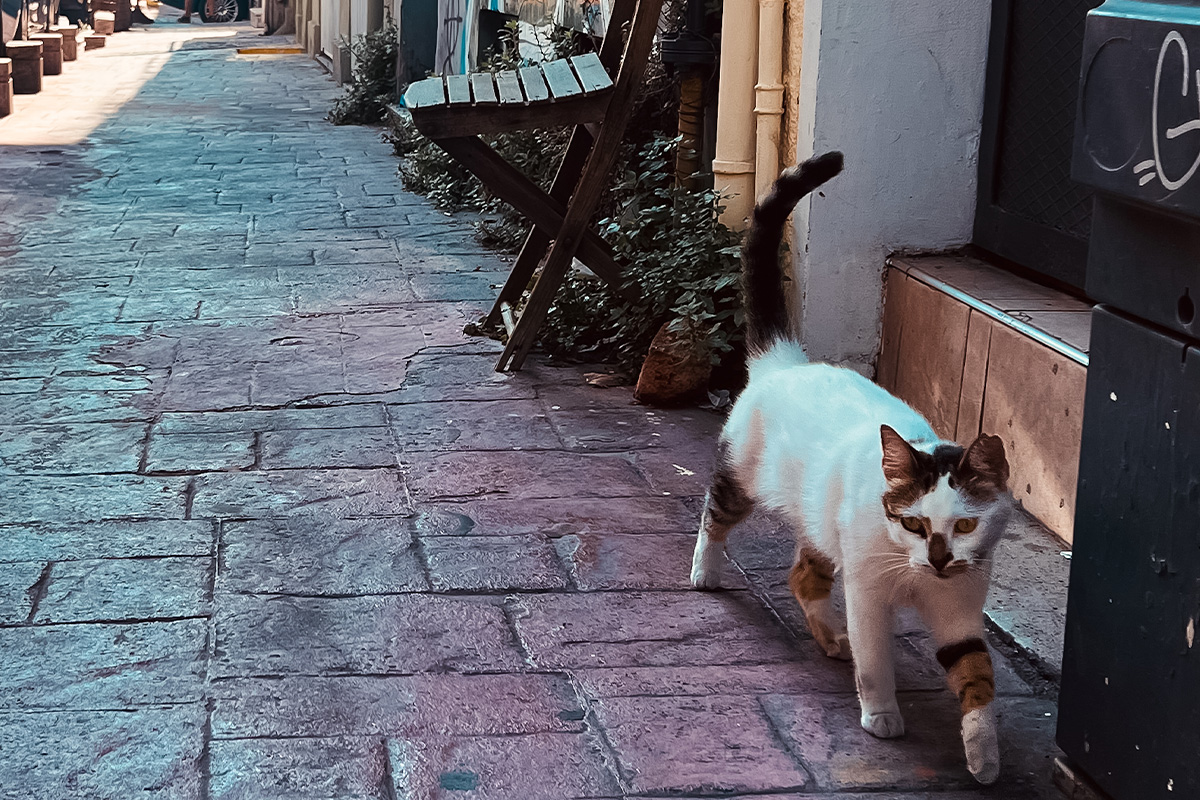 photo_story_catstanbul_istanbul_city_of_cats_SPACEBAR_Photo07_0fe4f4a1ba.jpg