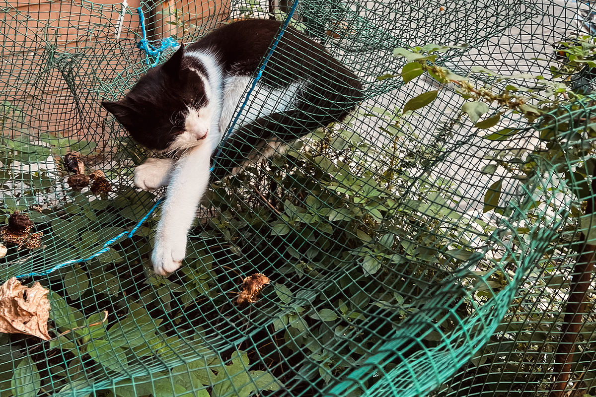 photo_story_catstanbul_istanbul_city_of_cats_SPACEBAR_Photo08_8065521d85.jpg