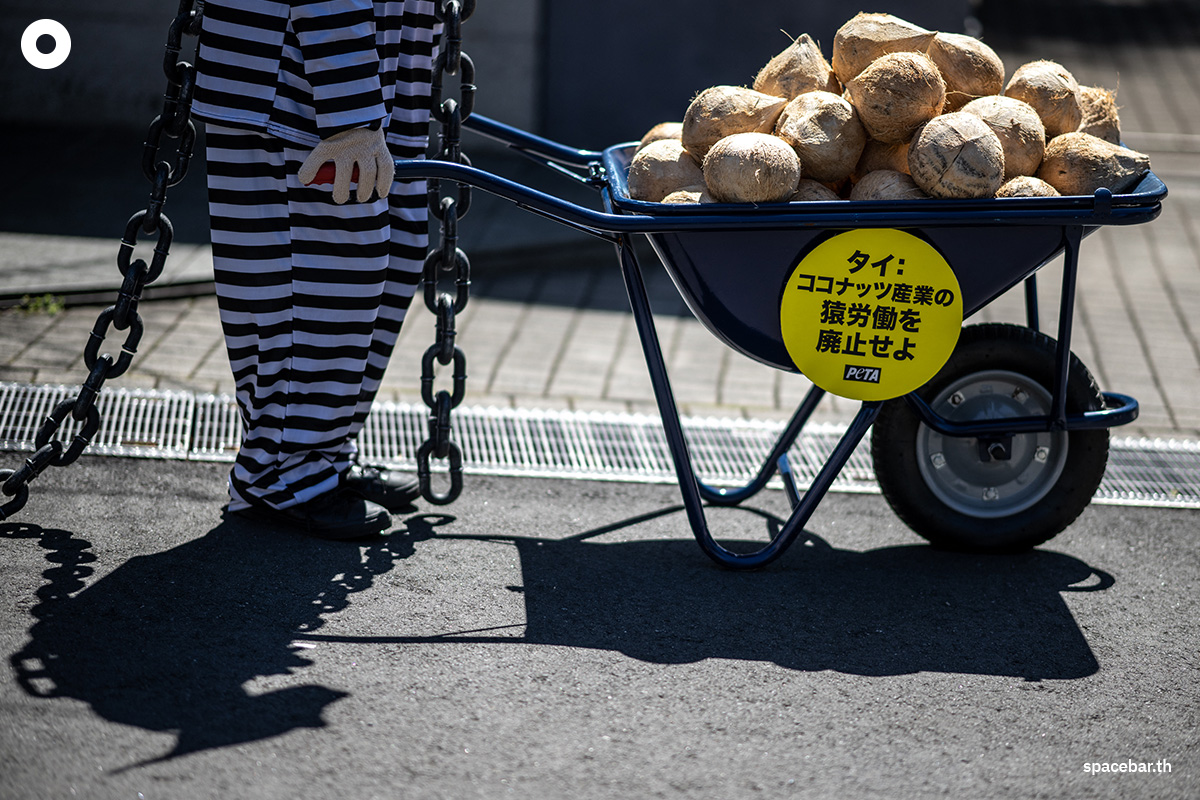 photo_story_demonstrators_protest_thailand_monkeys_coconut_picking_SPACEBAR_Photo02_97b834223d.jpg